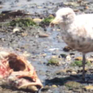 Herring Gull