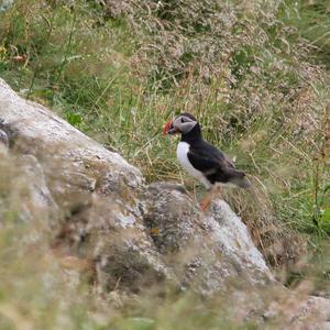 Atlantic Puffin