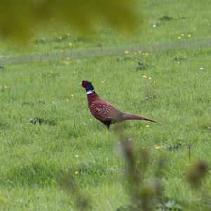 Common Pheasant