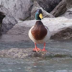 Mallard