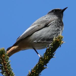 Black Redstart