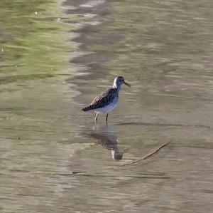 Bruchwasserläufer