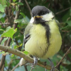 Great Tit