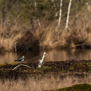 Northern Lapwing