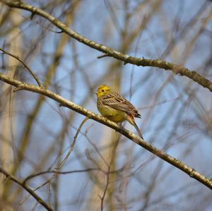 Yellowhammer