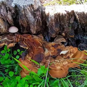 Black-staining Polypore