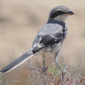 Great Grey Shrike