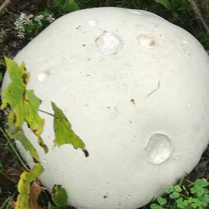 Giant Puffball