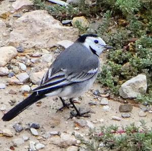 White Wagtail