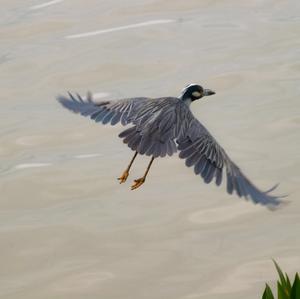 Yellow-crowned Night-heron