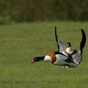 Common Shelduck