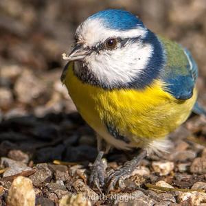 Blue Tit