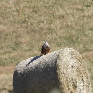 Red Kite