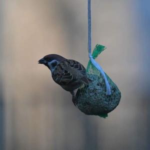 Eurasian Tree Sparrow