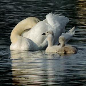 Mute Swan