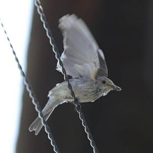 Spotted Flycatcher