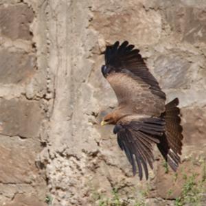 Black Kite