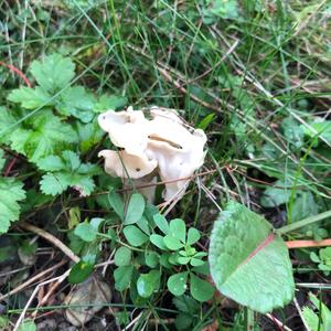 Fluted White Helvella