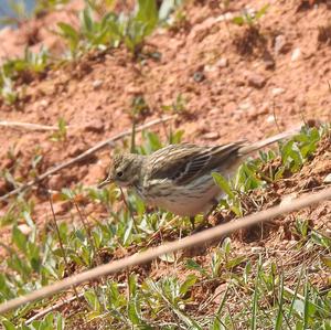 Meadow Pipit