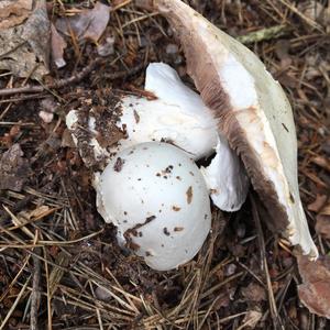 Horse Mushroom