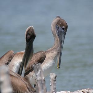 Brown Pelican