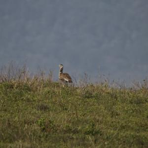 Kori Bustard