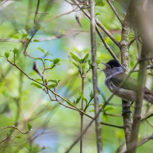 Blackcap