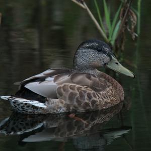 Mallard