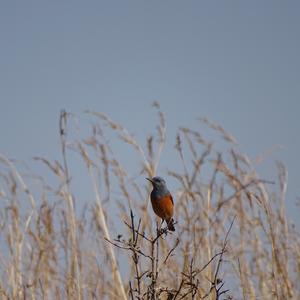 Sentinel Rock-thrush