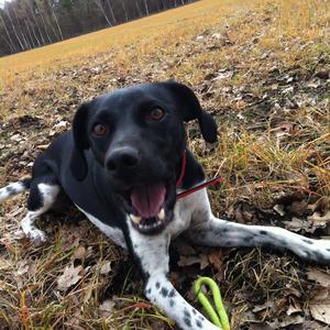 Unknown Breed
