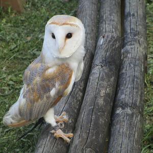 Barn Owl