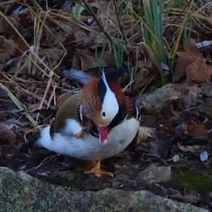 Mandarin Duck