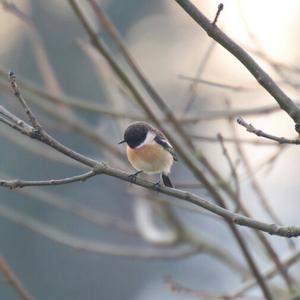 European stonechat