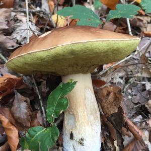 King Bolete