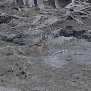 Rock Bunting