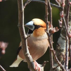 Hawfinch