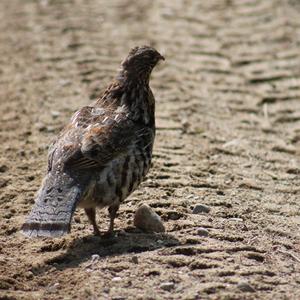 Ruffed Grouse