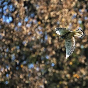 Common Kestrel