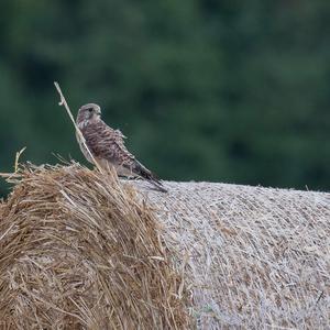 Common Kestrel