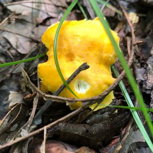 Chanterelle, Common