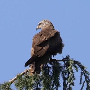 Black Kite