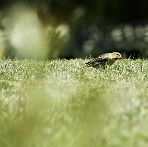 Eurasian Siskin