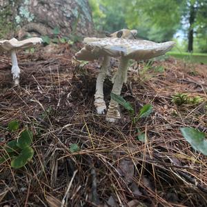 Destroying Angel