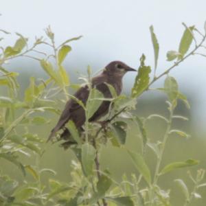 Common Starling