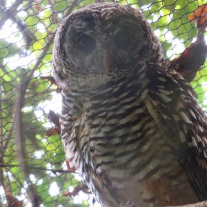 Tawny Owl