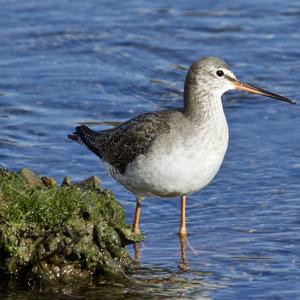 Common Redshank