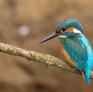 Common Kingfisher