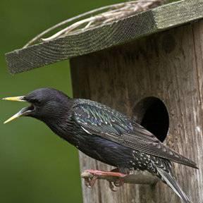 Common Starling