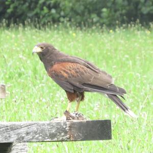 Wüstenbussard