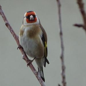 European Goldfinch